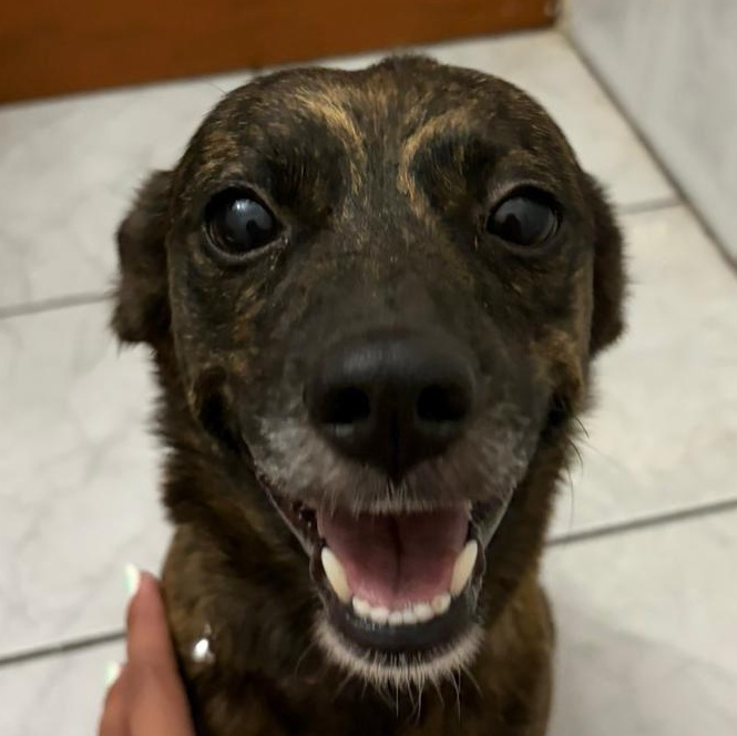 Enlarge Bubbles - The Girl w/ The Sweetest Eyes, an adoption pending mixed breed in BAYONNE, NJ image 2/6