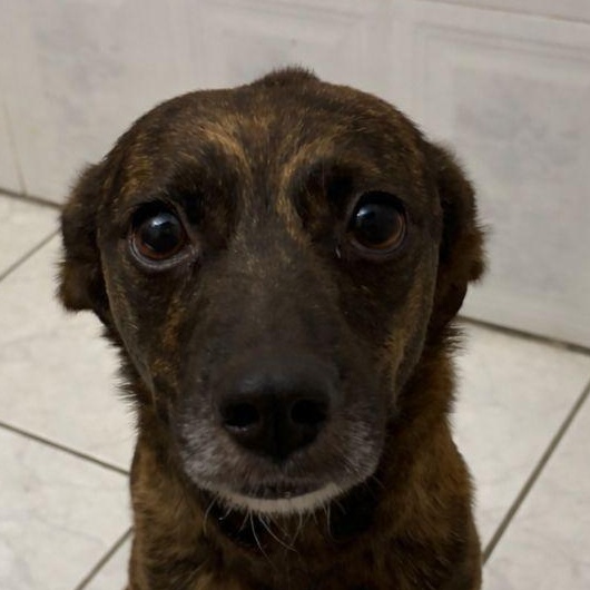 Enlarge Bubbles - The Girl w/ The Sweetest Eyes, an adoption pending mixed breed in BAYONNE, NJ image 1/6