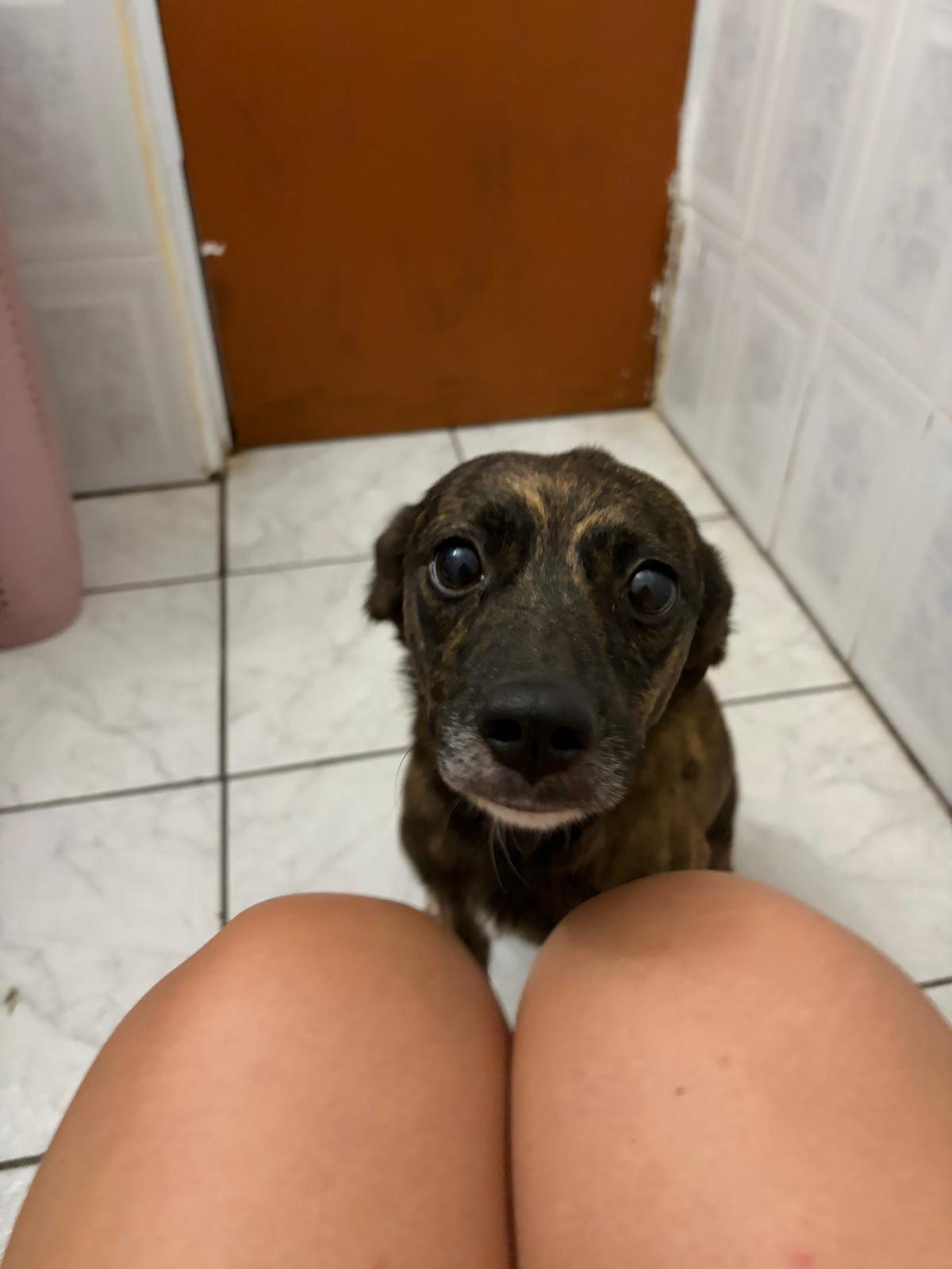 Enlarge Bubbles - The Girl w/ The Sweetest Eyes, an adoption pending mixed breed in BAYONNE, NJ image 6/6