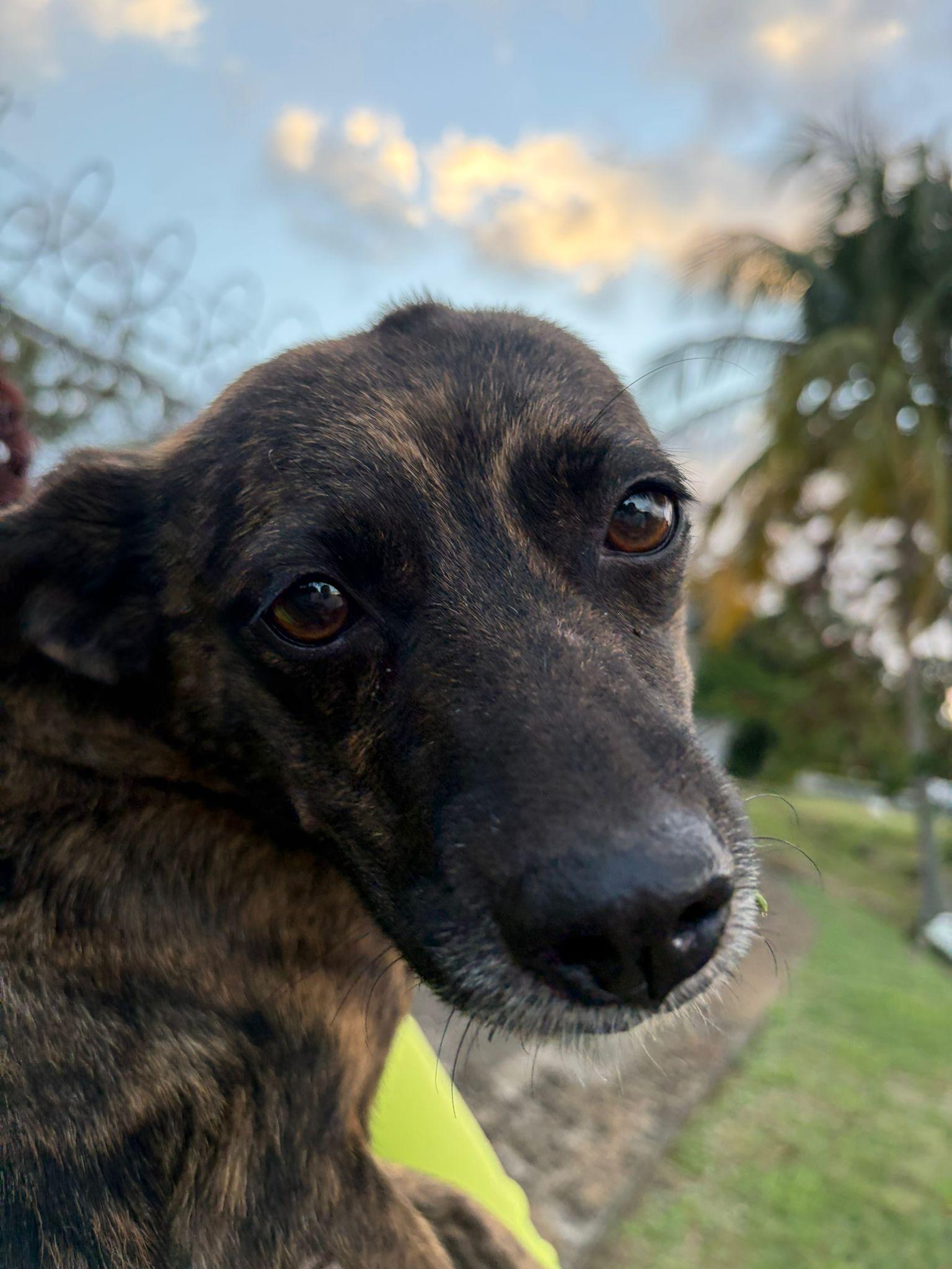 Enlarge Bubbles - The Girl w/ The Sweetest Eyes, an adoption pending mixed breed in BAYONNE, NJ image 5/6