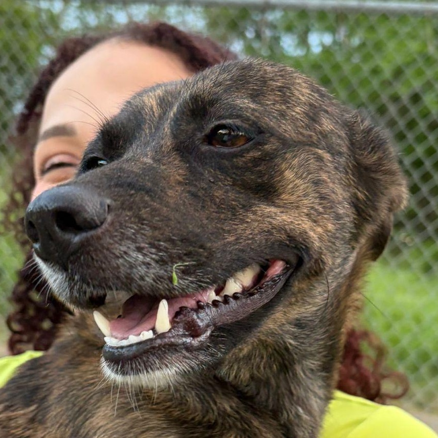 Enlarge Bubbles - The Girl w/ The Sweetest Eyes, an adoption pending mixed breed in BAYONNE, NJ image 4/6