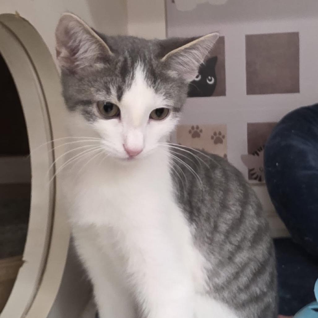 Enlarge Boppity Willis-OS, a Adoptable Domestic Short Hair in Tallahassee, FL image 1/3