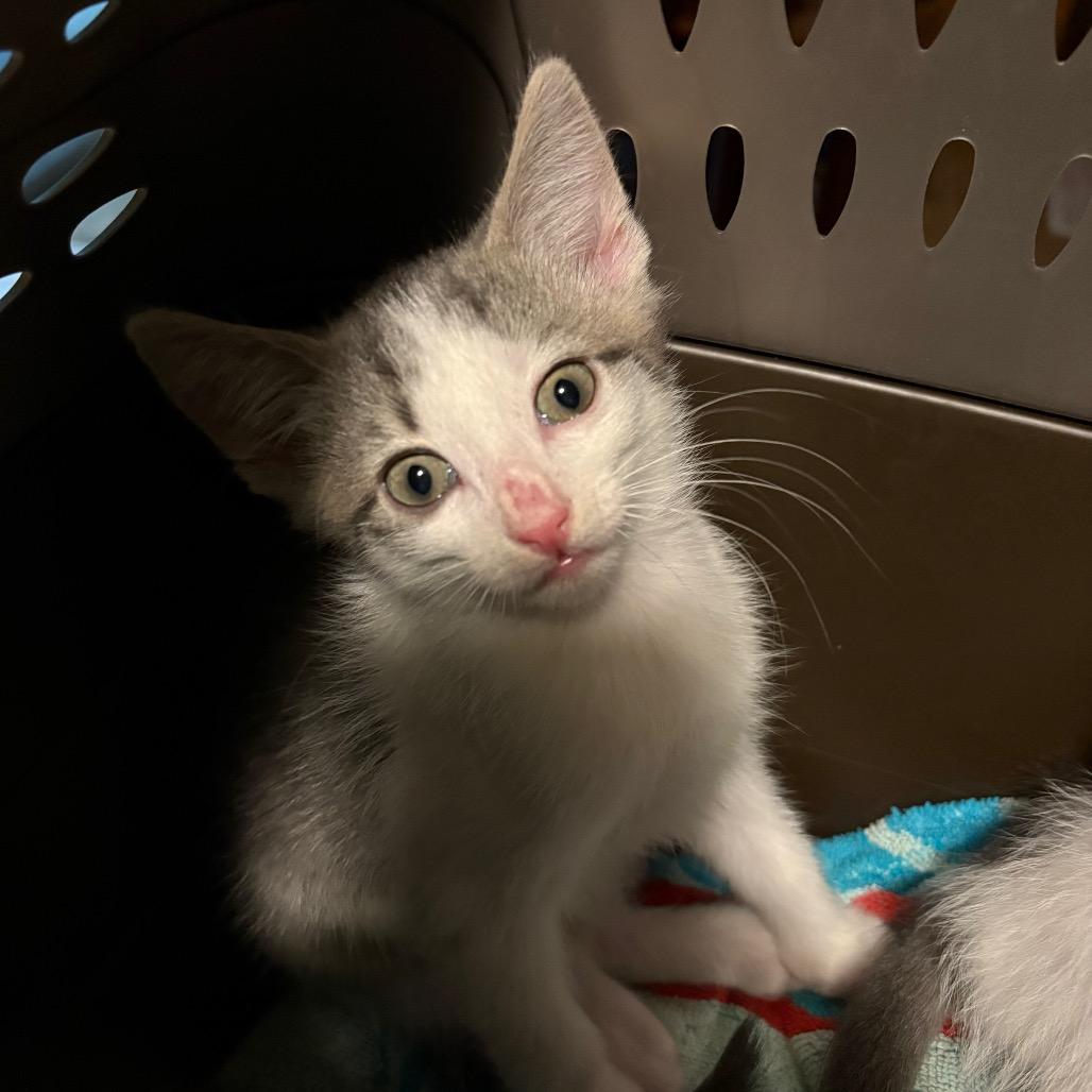 Enlarge Boppity Willis-RW, a Adoptable Domestic Short Hair in Tallahassee, FL image 2/2