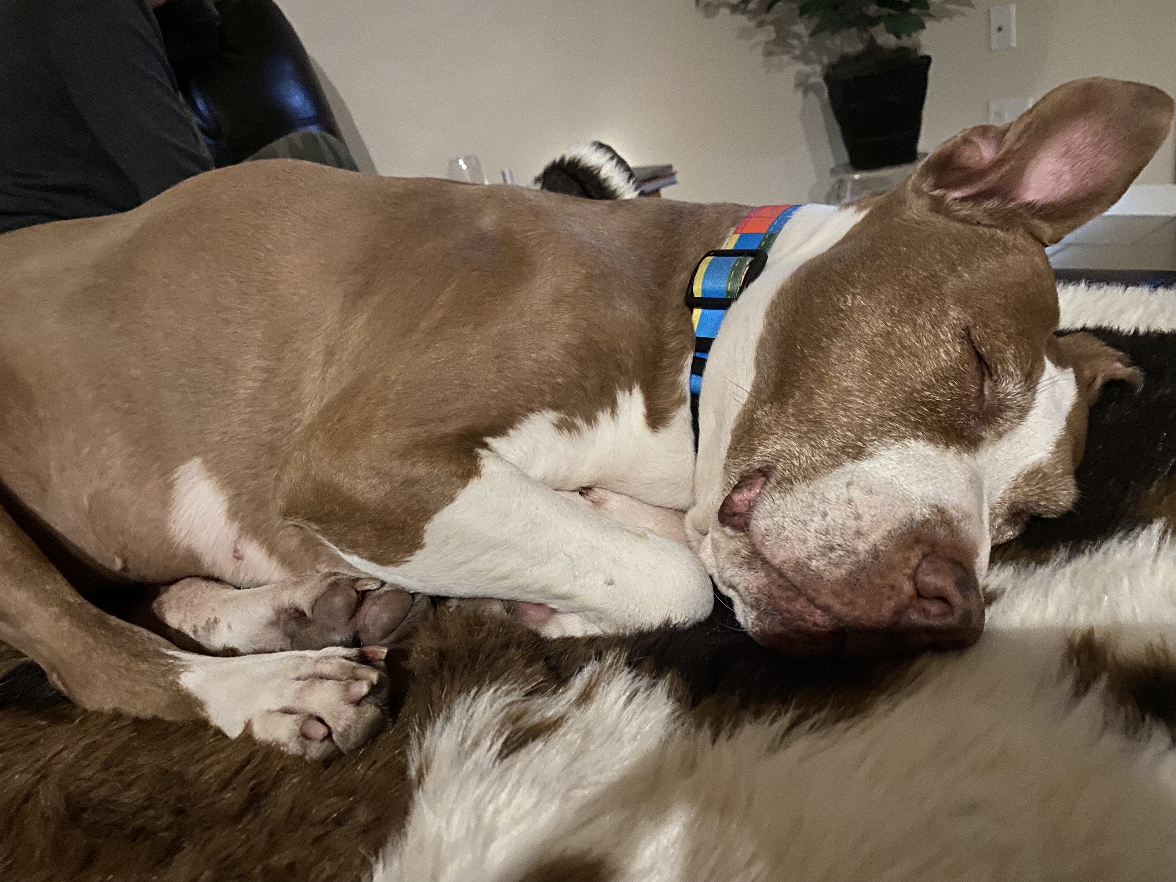 Cali, Adopted, Adult Female American Staffordshire Terrier.