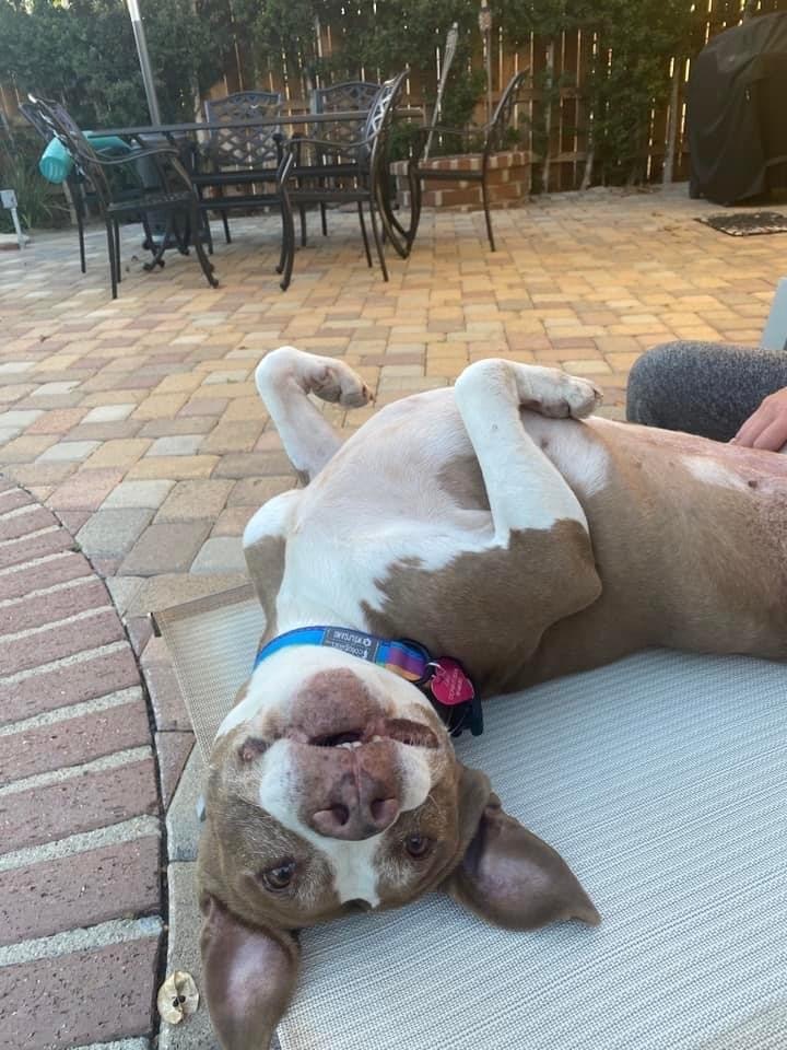 Cali, a Adopted mixed breed in La Habra, CA image 2/10