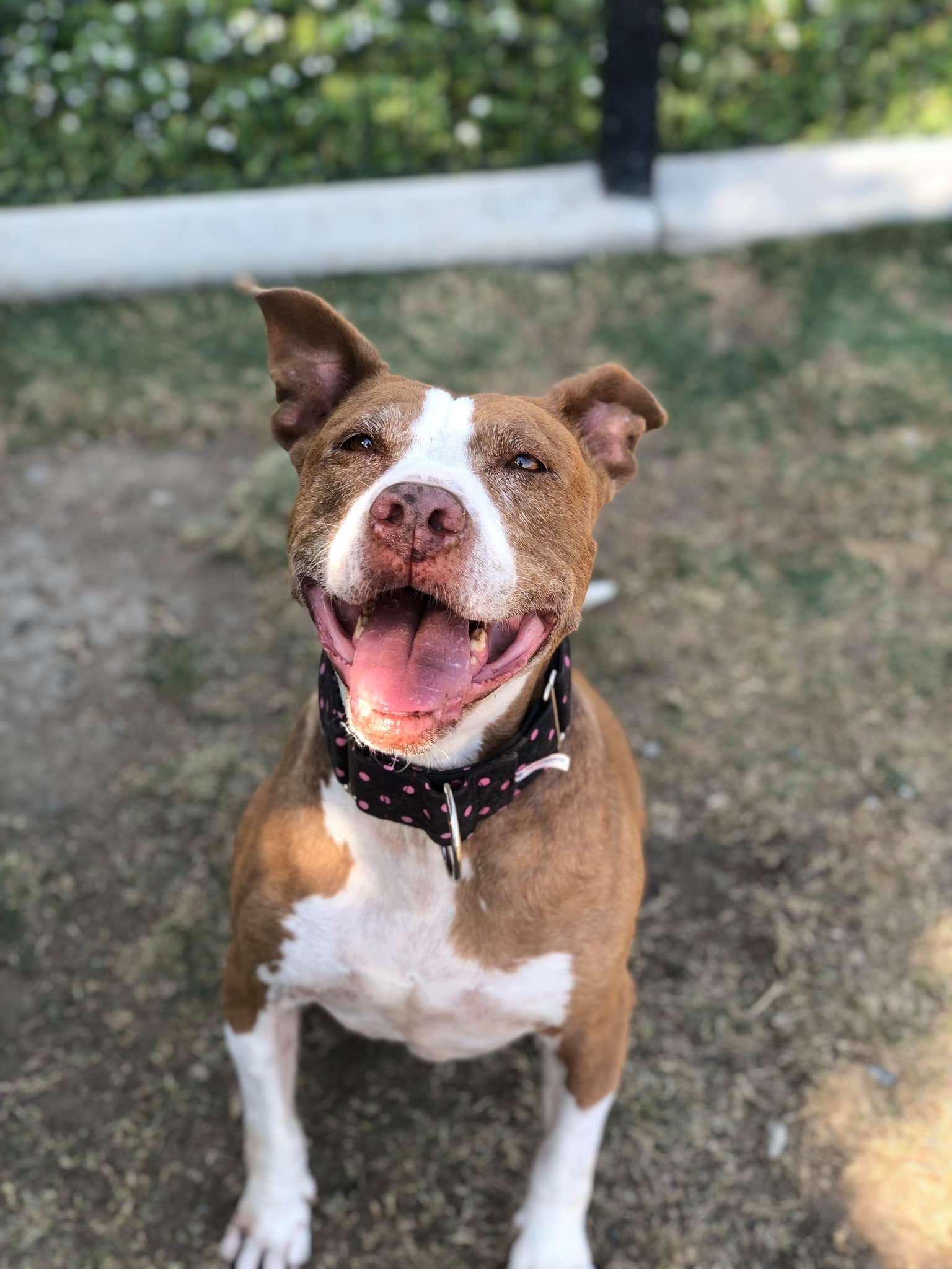 Cali, a Adopted mixed breed in La Habra, CA image 3/10
