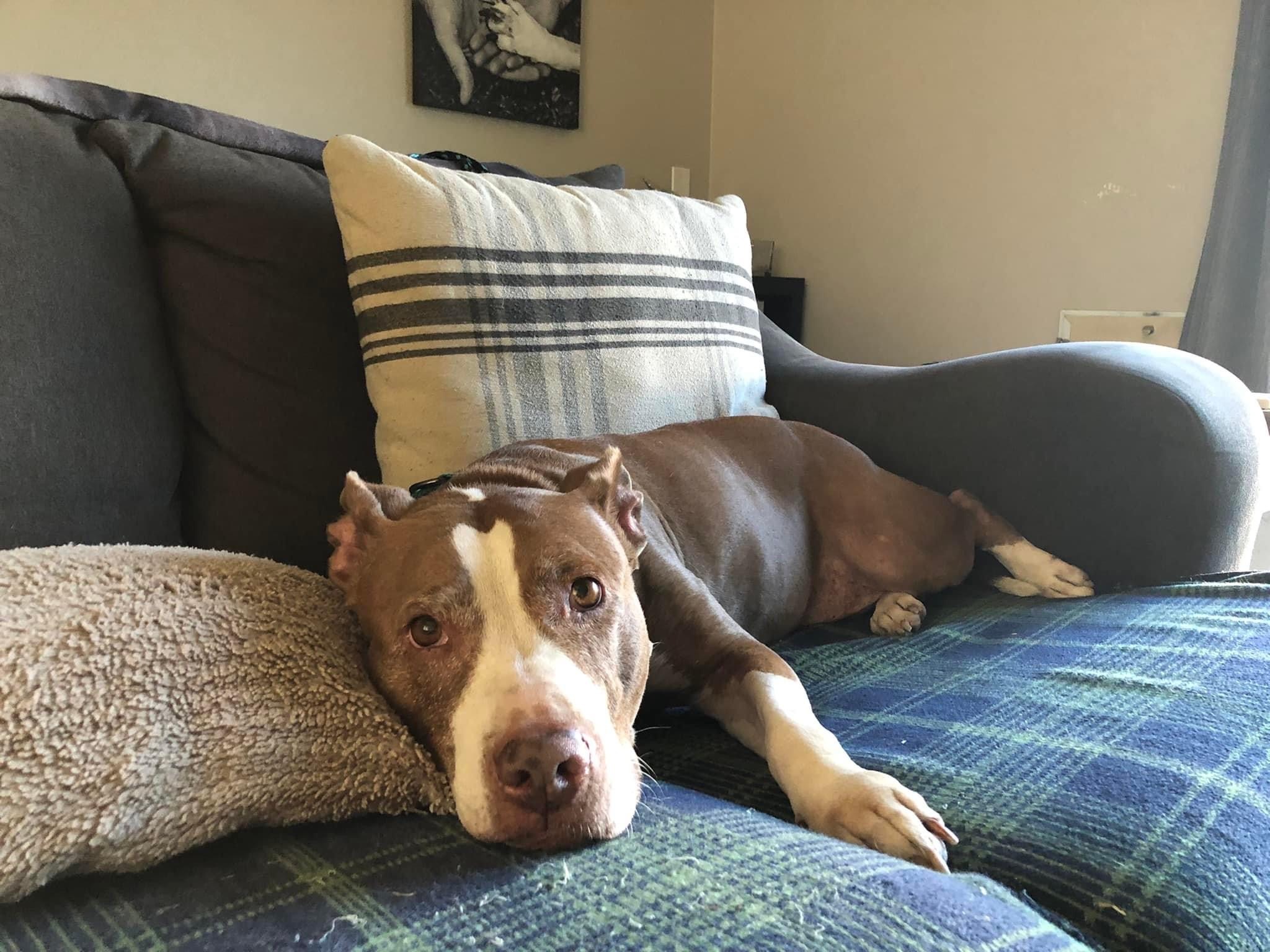 Cali, a Adopted mixed breed in La Habra, CA image 4/10