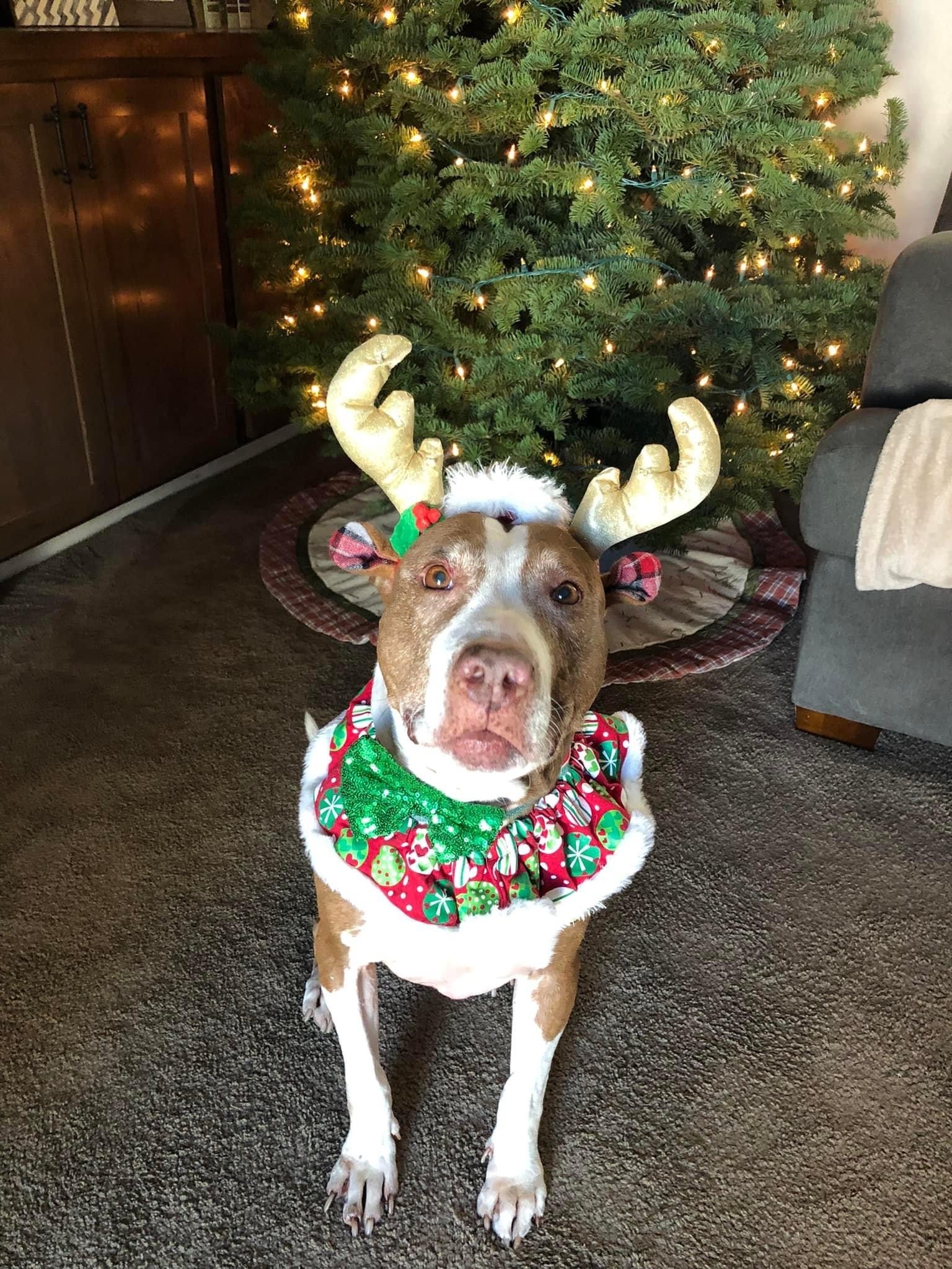 Cali, a Adopted mixed breed in La Habra, CA image 5/10