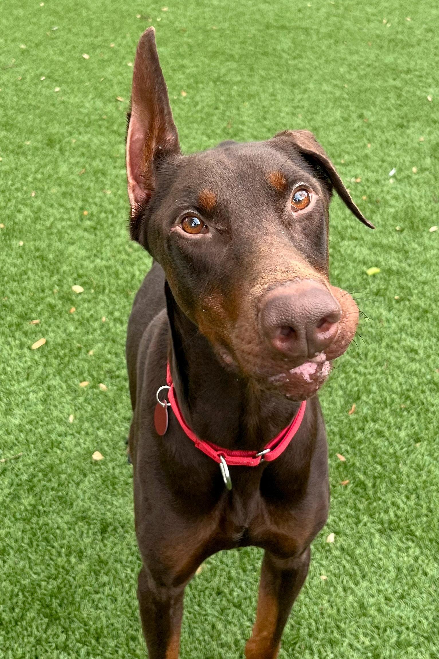 Enlarge Drac 3569, a Adoptable Doberman Pinscher in Oakland Park, FL image 1/3
