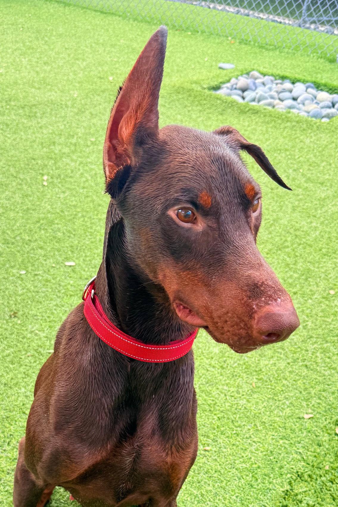 Enlarge Drac 3569, a Adoptable Doberman Pinscher in Oakland Park, FL image 2/3