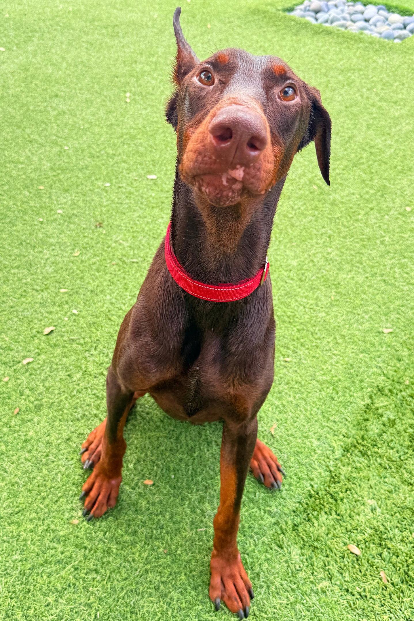 Enlarge Drac 3569, a Adoptable Doberman Pinscher in Oakland Park, FL image 3/3