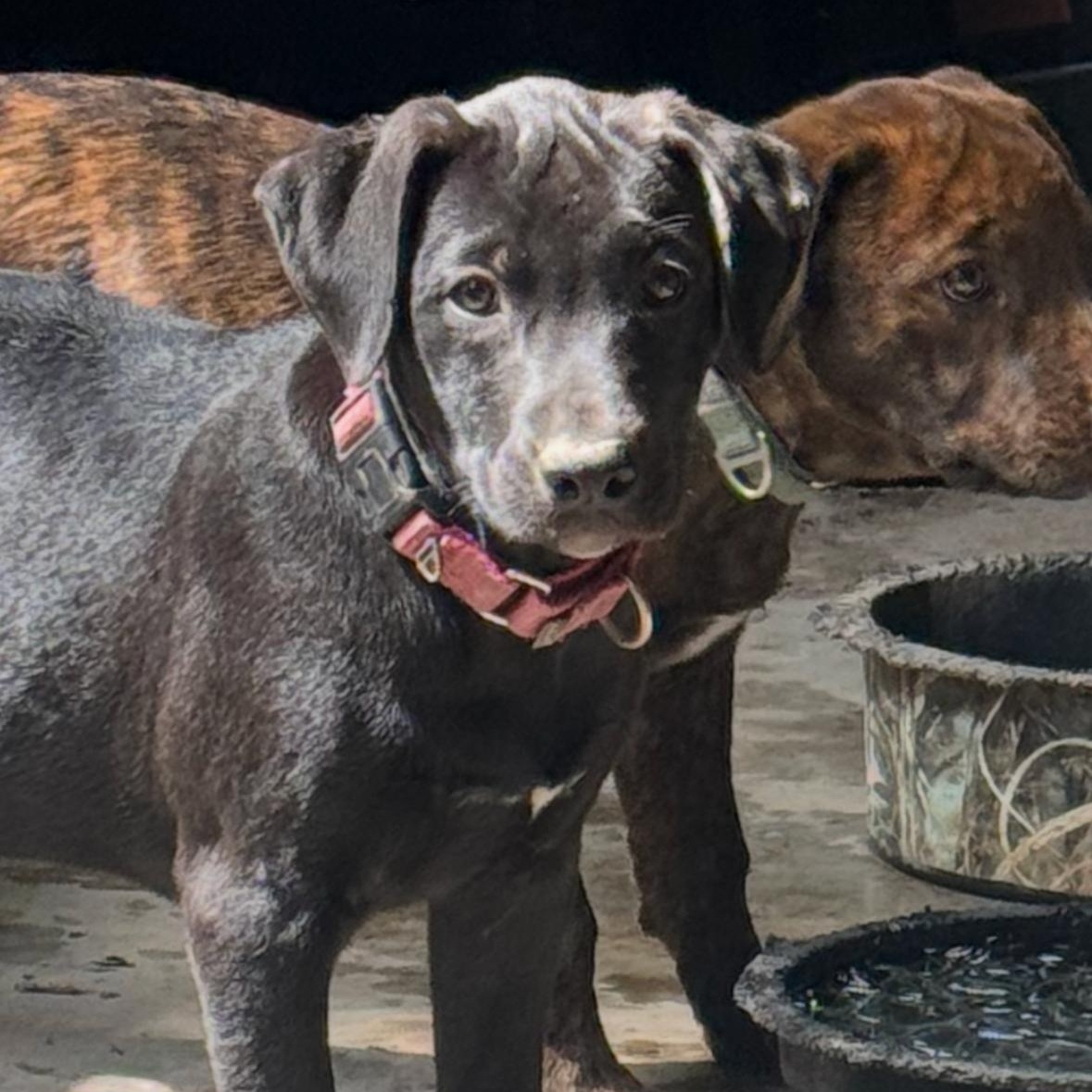 Ashley, ADOPTABLE, Young Female Mixed Breed.