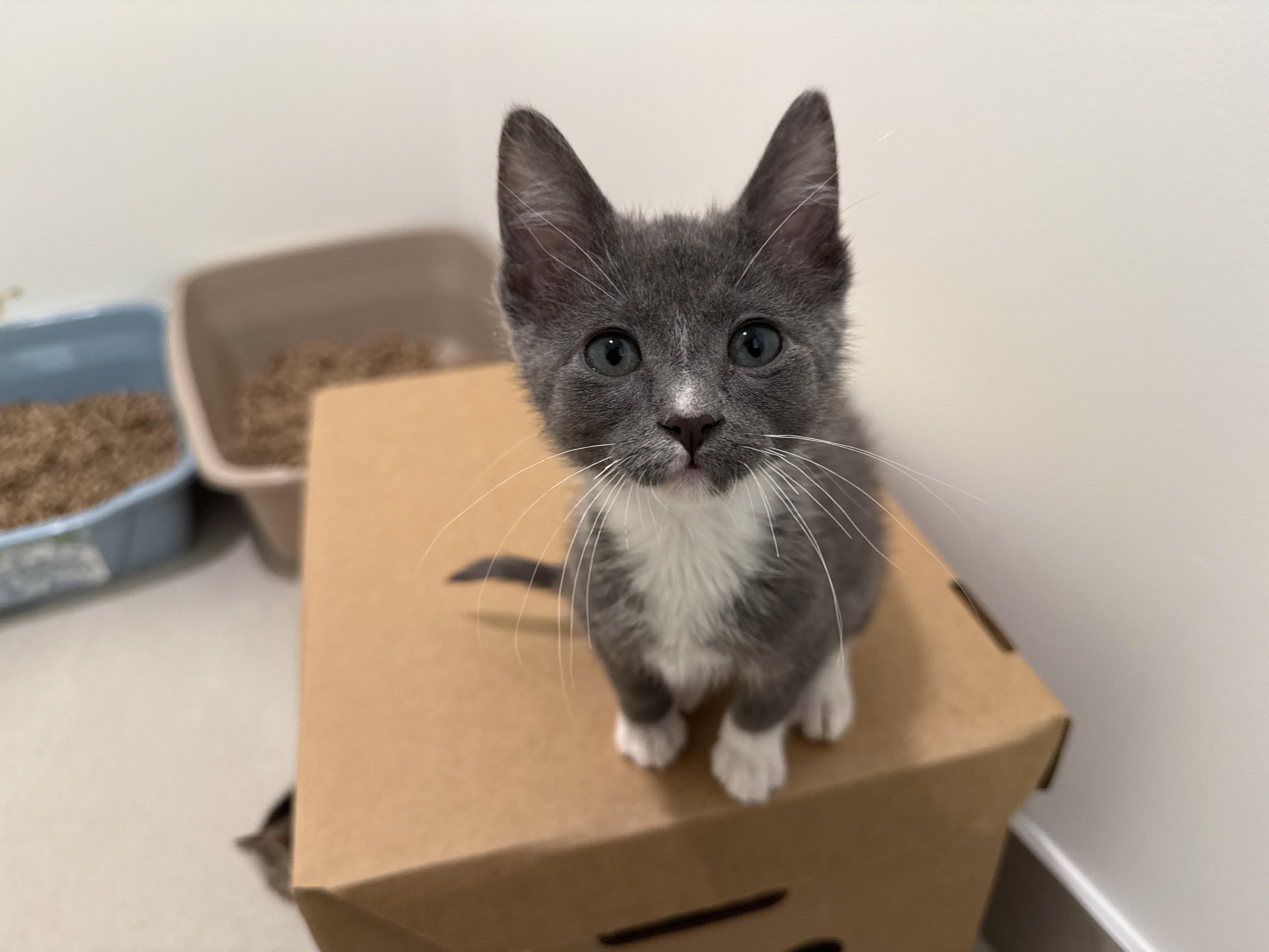 Finn, ADOPTABLE, Kitten Male Domestic Short Hair.