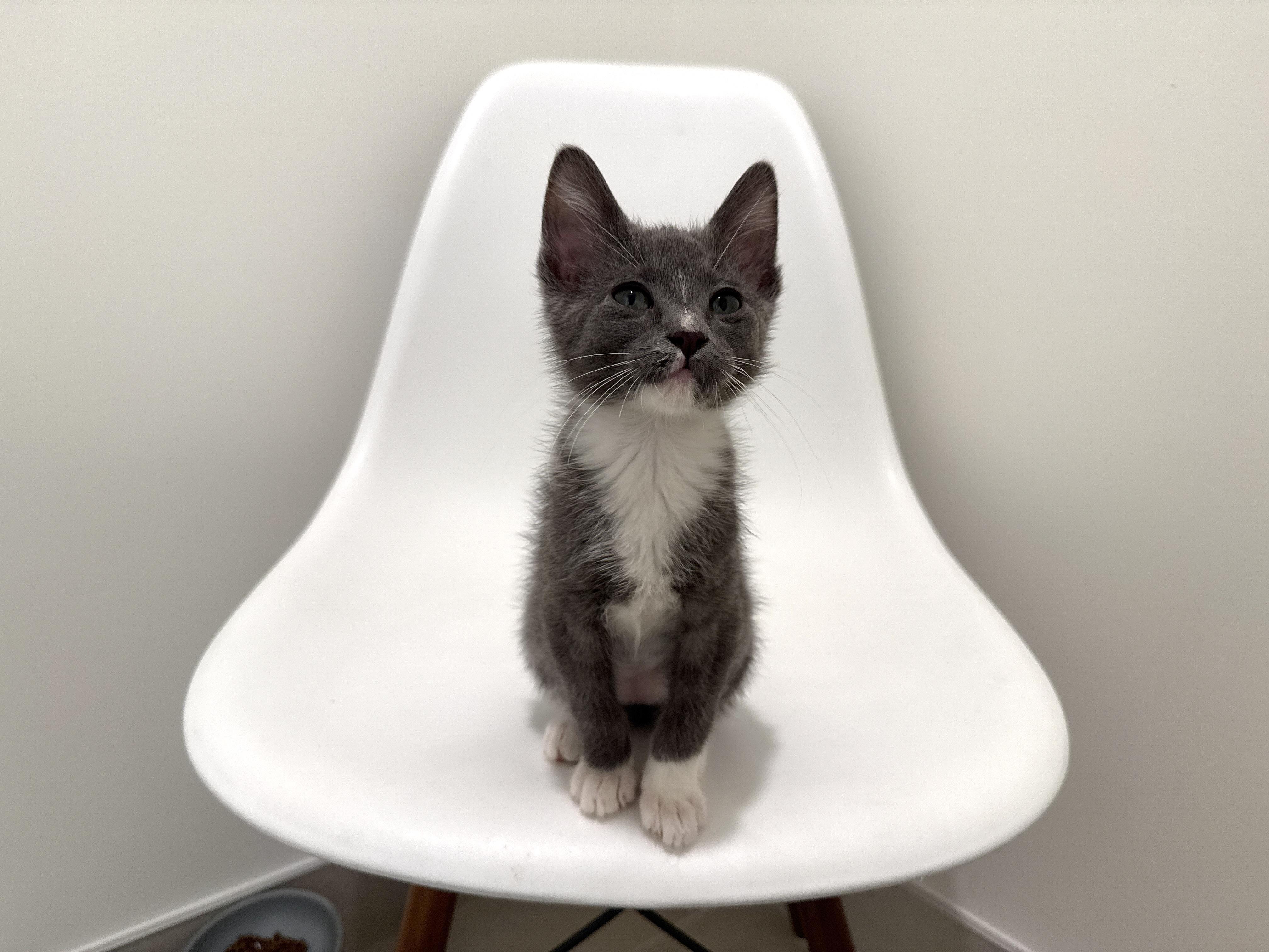 Enlarge Finn, a ADOPTABLE Domestic Short Hair in Evanston, IL image 2/2