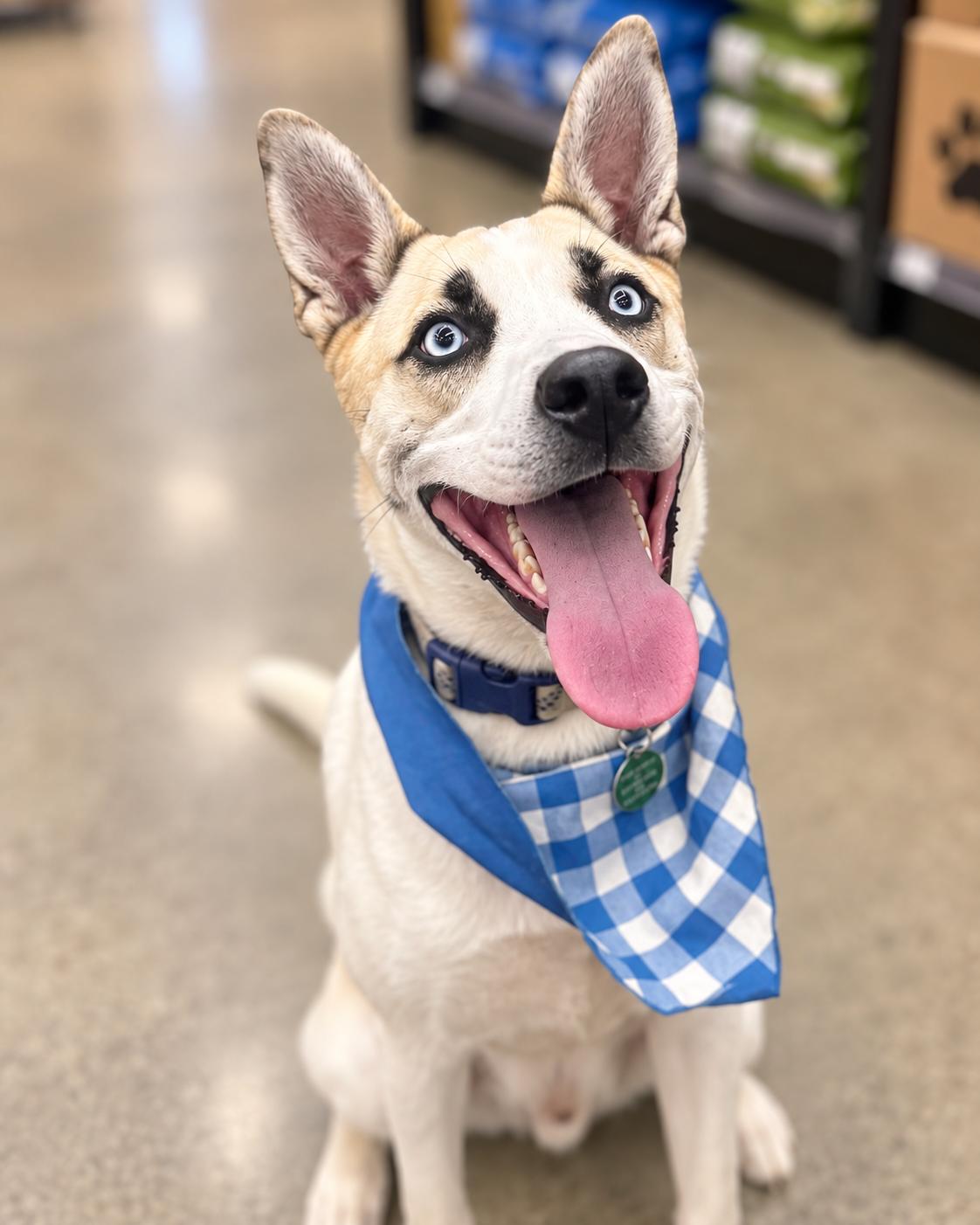 Enlarge Azul, a Adoptable mixed breed in Encinitas, CA image 4/6