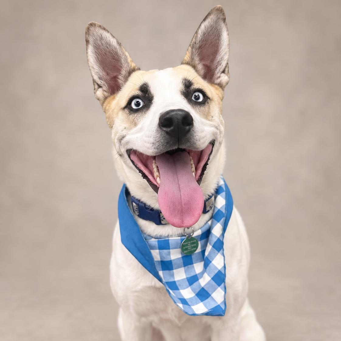 Enlarge Azul, a Adoptable mixed breed in Encinitas, CA image 1/6