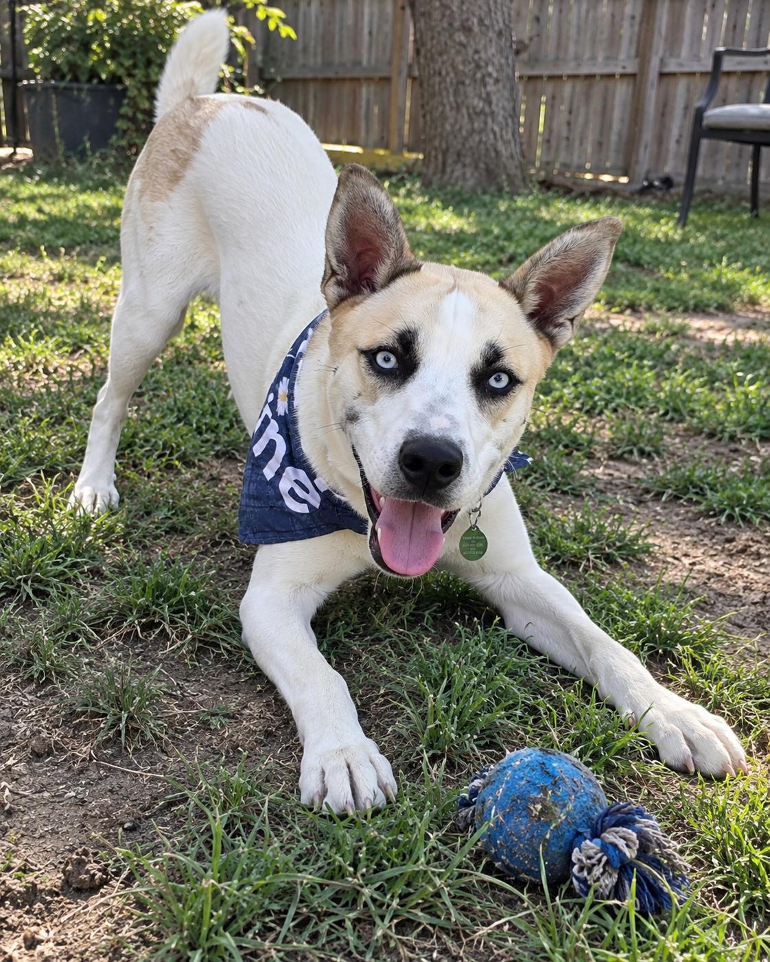 Enlarge Azul, a Adoptable mixed breed in Encinitas, CA image 2/6