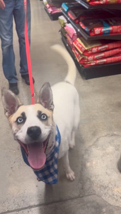 Enlarge Azul, a Adoptable mixed breed in Encinitas, CA video 5/6