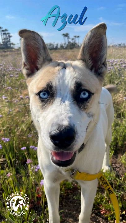 Enlarge Azul, a Adoptable mixed breed in Encinitas, CA video 6/6