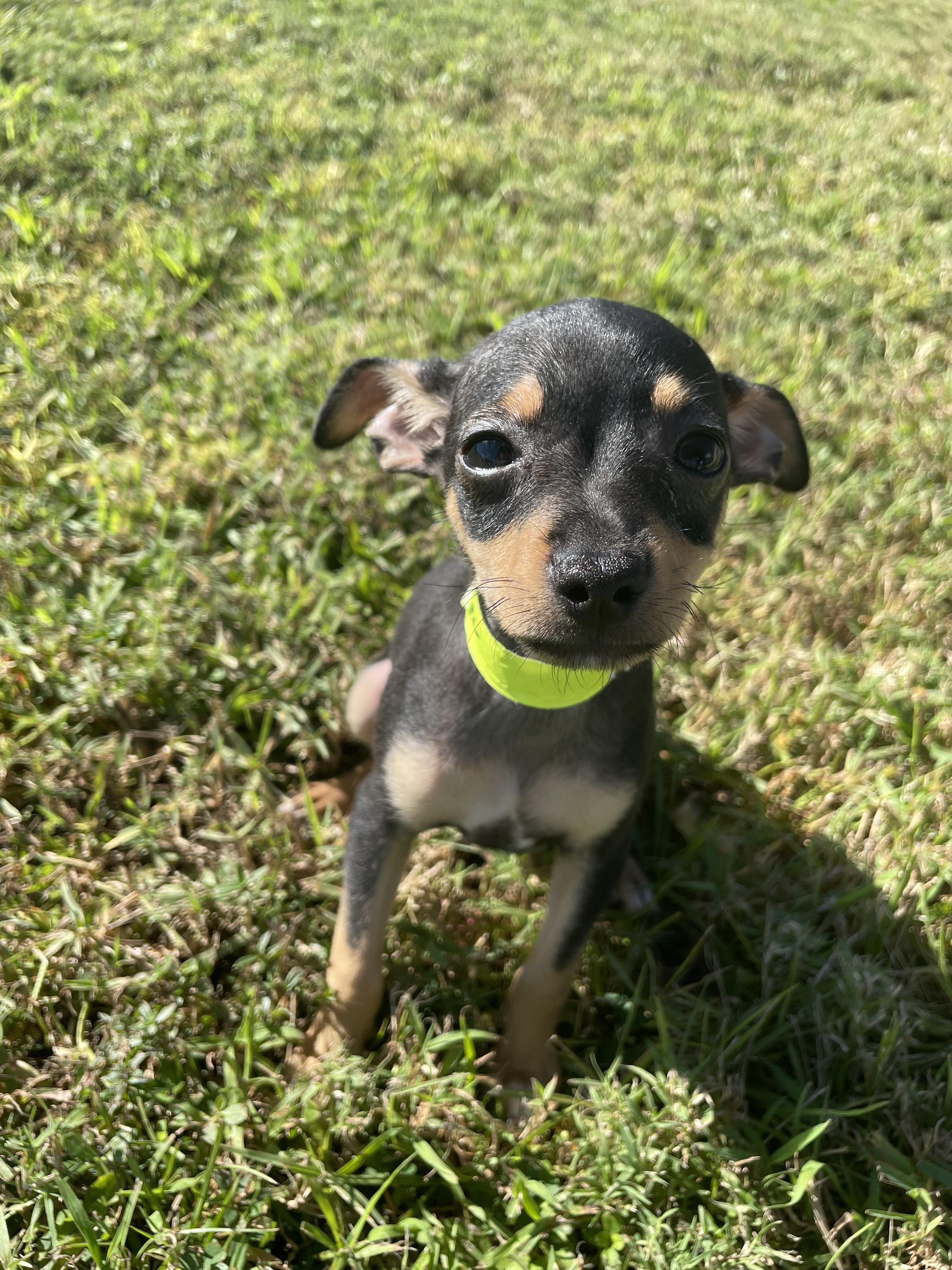 Enlarge Xander, a Adopted mixed breed in Port Saint Lucie, FL image 1/3