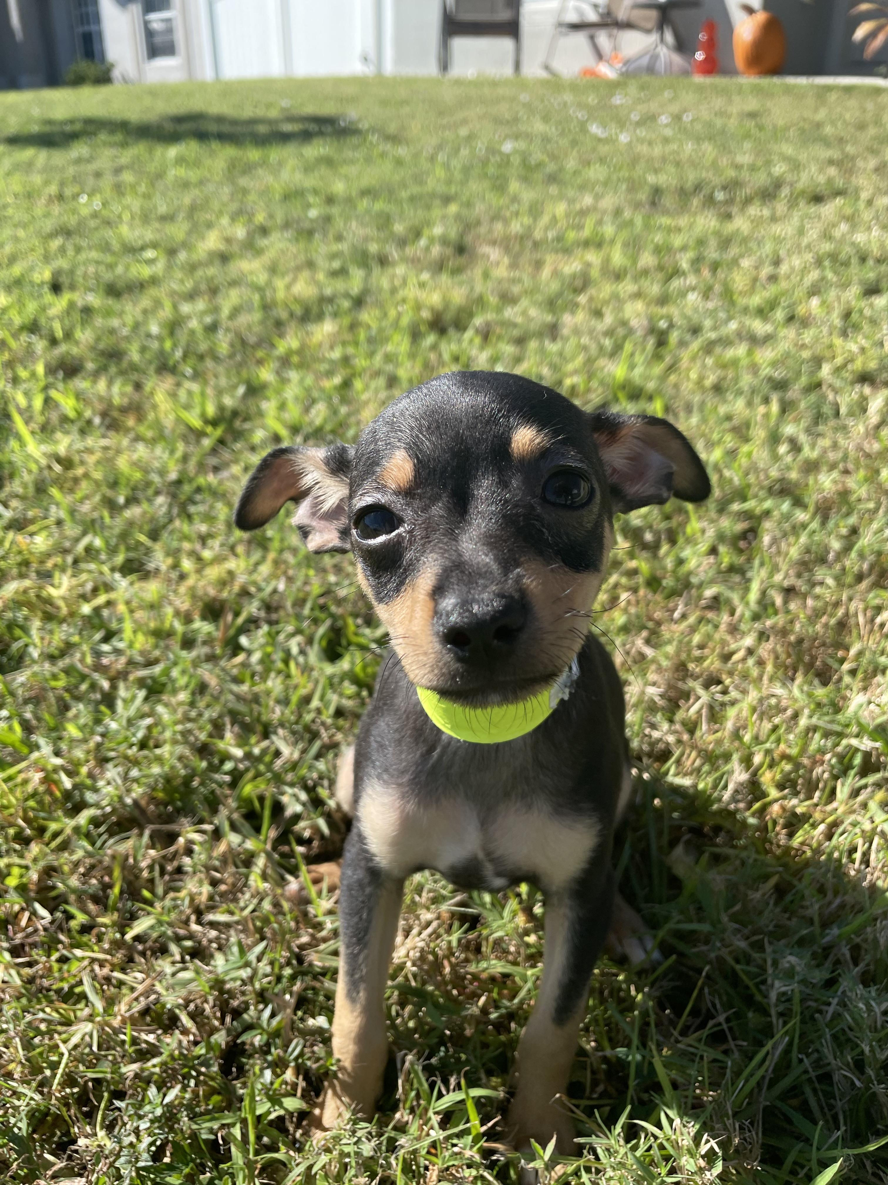 Enlarge Xander, a Adopted mixed breed in Port Saint Lucie, FL image 2/3