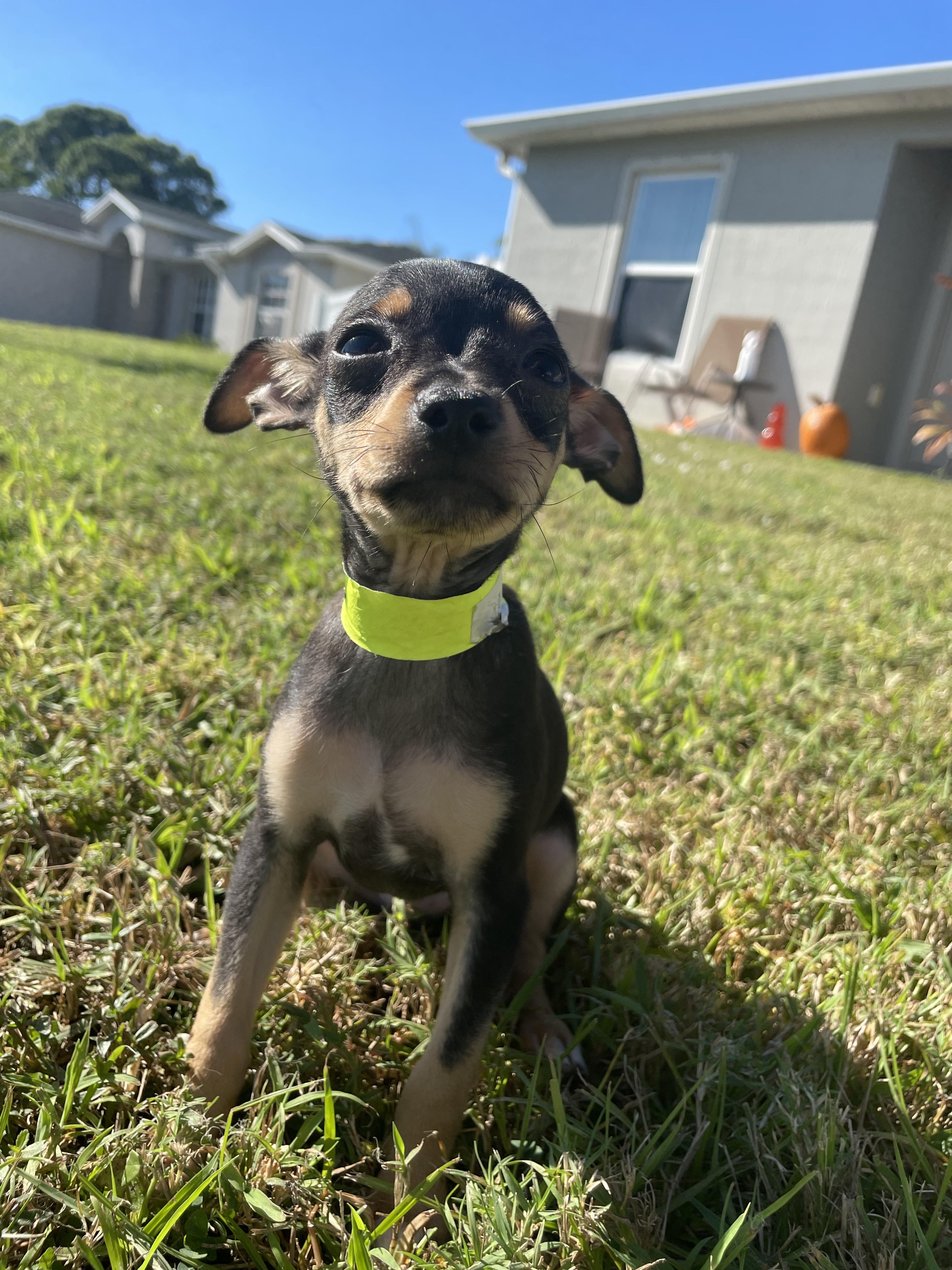 Enlarge Xander, a Adopted mixed breed in Port Saint Lucie, FL image 3/3