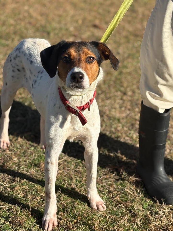 lulu, Adoptable, Young Female Mixed Breed & Jack Russell Terrier.