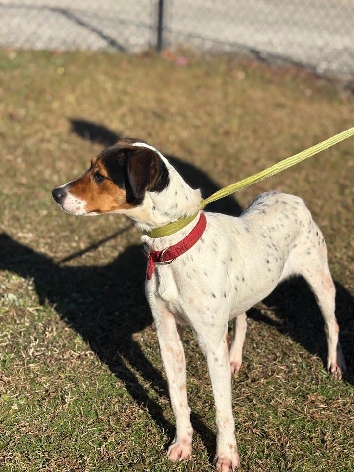 Enlarge lulu, a Adoptable mixed breed in Effingham, SC image 2/6