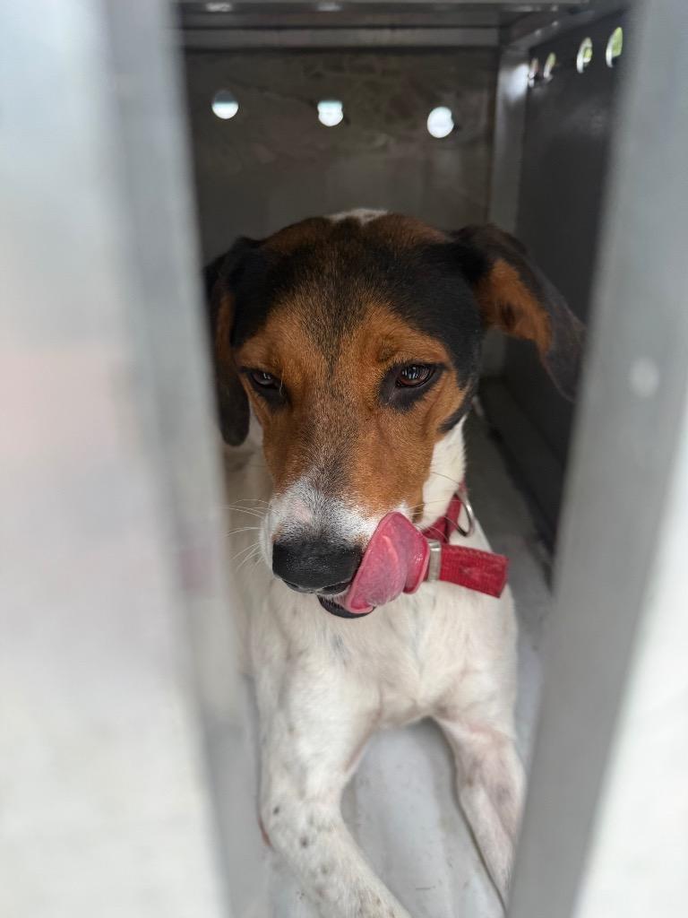 Enlarge lulu, a Adoptable mixed breed in Effingham, SC image 3/6