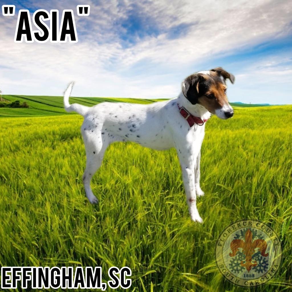 Enlarge lulu, a Adoptable mixed breed in Effingham, SC image 4/6