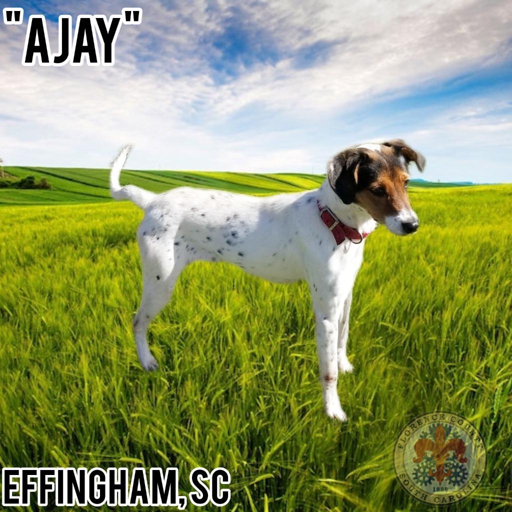 Enlarge lulu, a Adoptable mixed breed in Effingham, SC image 5/6