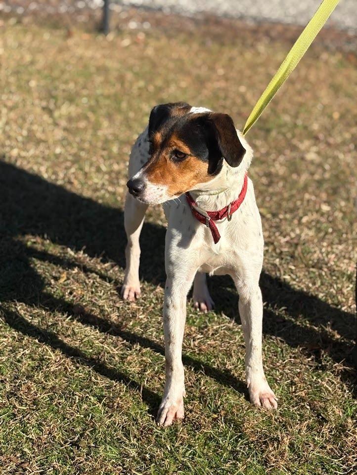 Enlarge lulu, a Adoptable mixed breed in Effingham, SC image 6/6