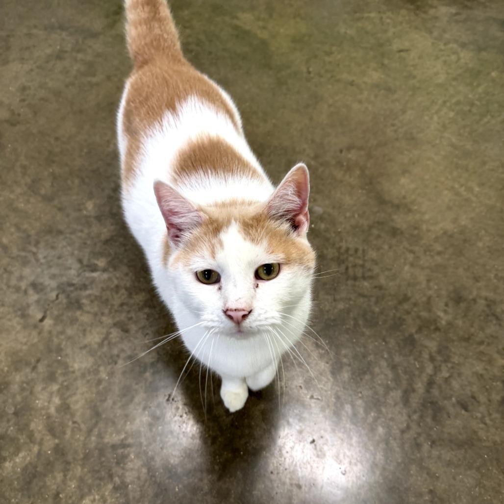 Eddie, Adoptable, Adult Male Domestic Short Hair & Mixed Breed.