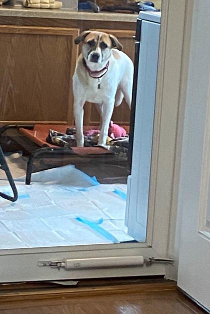 Fletcher, a Adoptable Mixed Breed in DeKalb, IL image 2/4