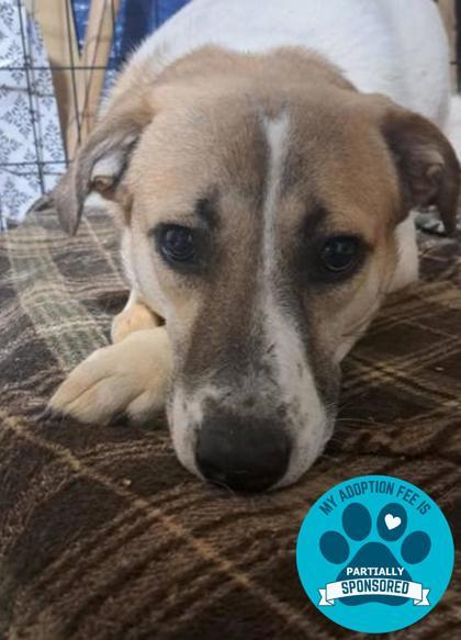 Fletcher, a Adoptable Mixed Breed in DeKalb, IL image 3/4