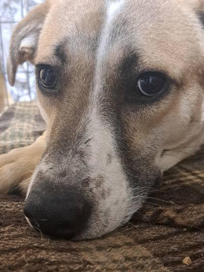 Fletcher, a Adoptable Mixed Breed in DeKalb, IL image 4/4