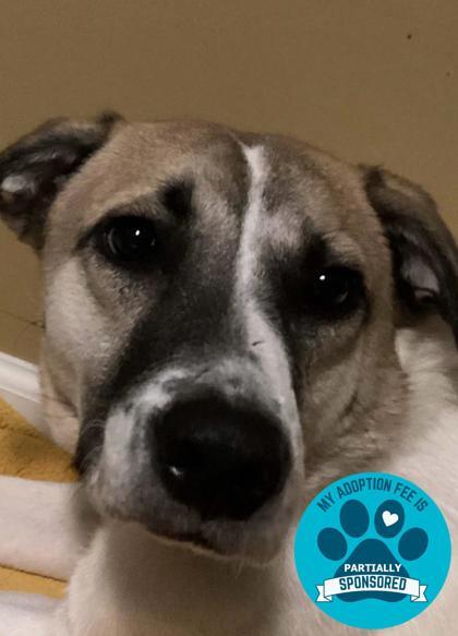 Fletcher, a Adoptable Mixed Breed in DeKalb, IL image 1/4