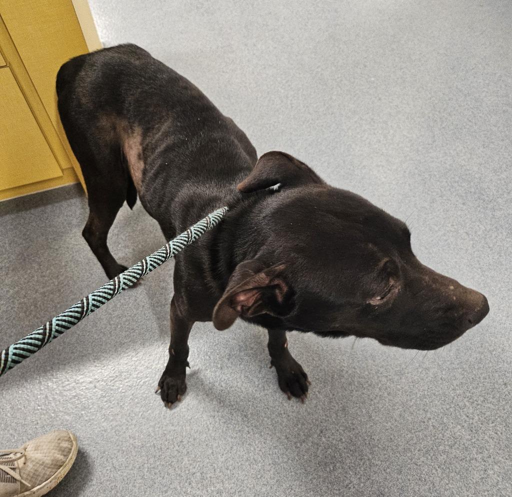Enlarge Jared, a Adoptable Pit Bull Terrier in Portland, IN image 1/5