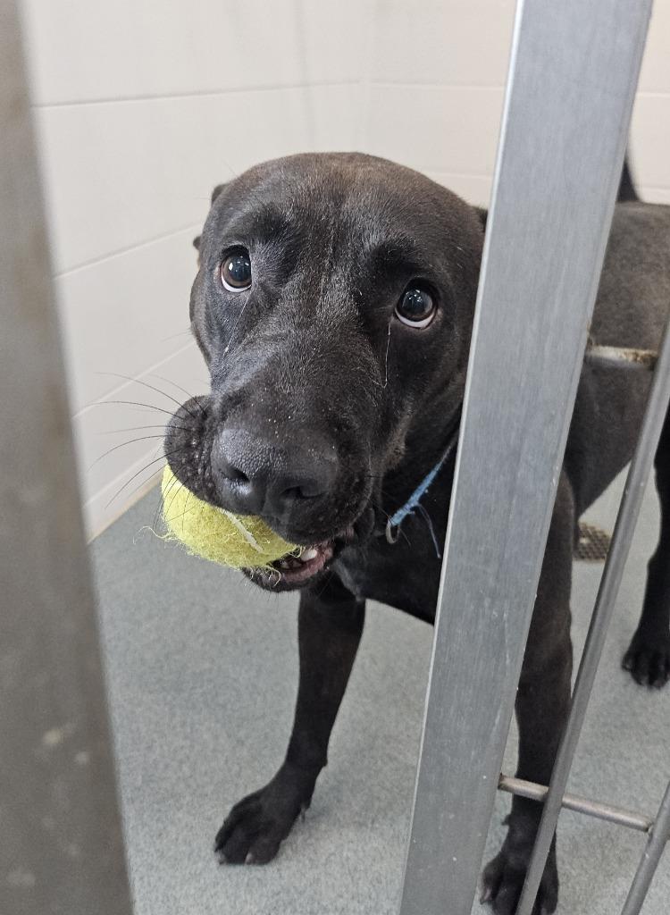 Enlarge Jared, a Adoptable Pit Bull Terrier in Portland, IN image 2/5