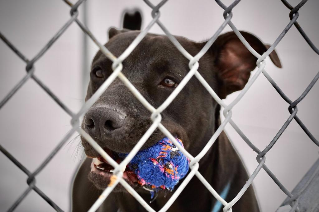 Enlarge Jared, a Adoptable Pit Bull Terrier in Portland, IN image 3/5