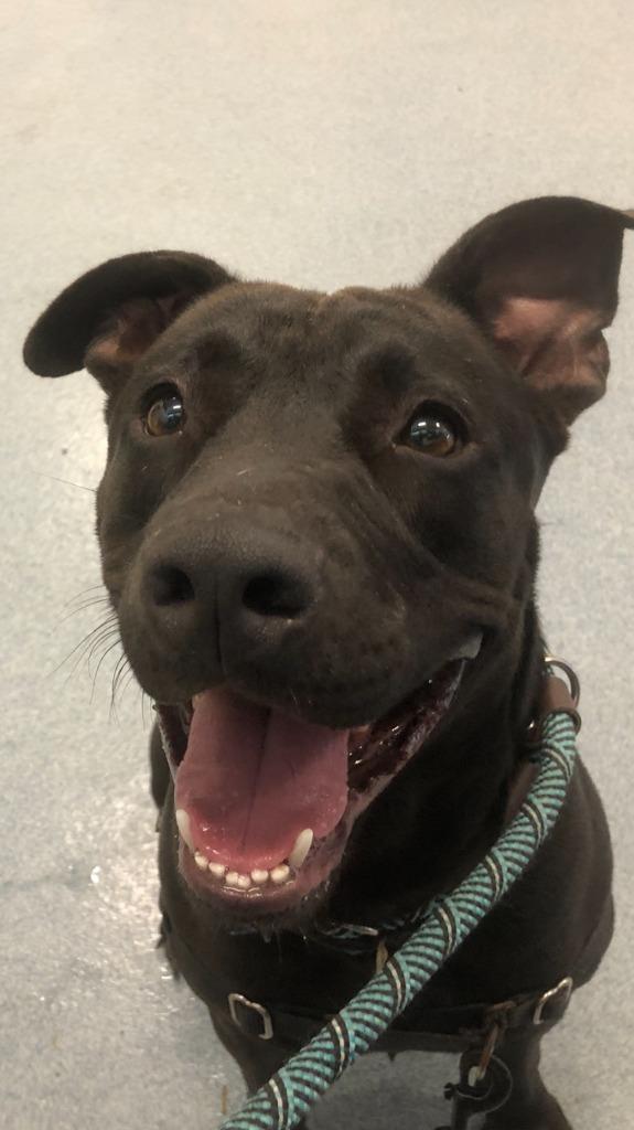 Enlarge Jared, a Adoptable Pit Bull Terrier in Portland, IN image 4/5