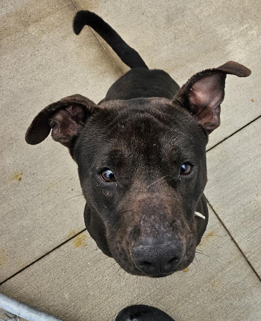 Enlarge Jared, a Adoptable Pit Bull Terrier in Portland, IN image 5/5