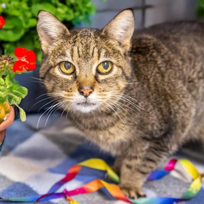 Joy (FIV+)