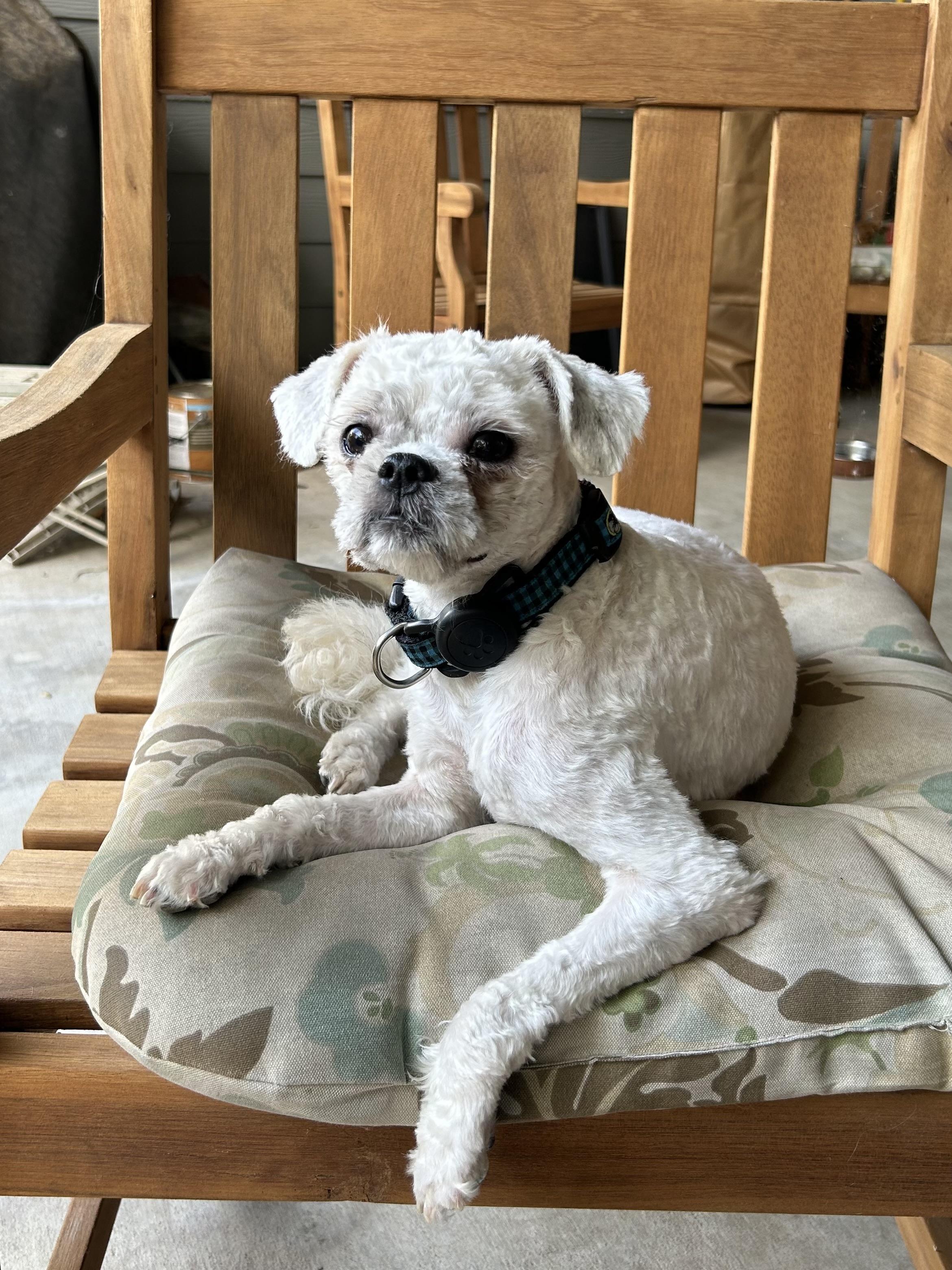 Piper, Adoptable, Young Female Shih poo.