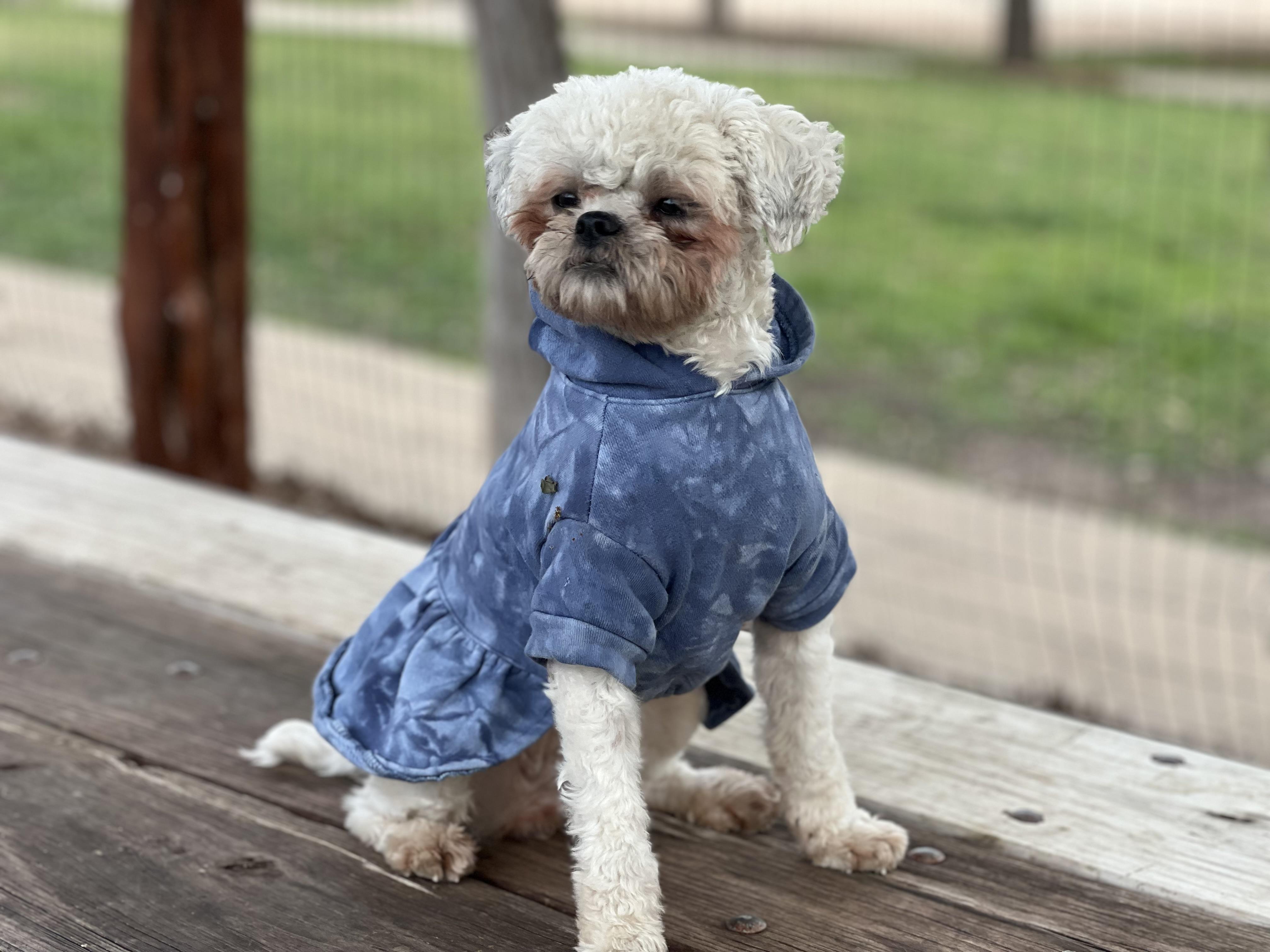 Enlarge Piper, a Adoptable Shih poo in Austin, TX image 4/5
