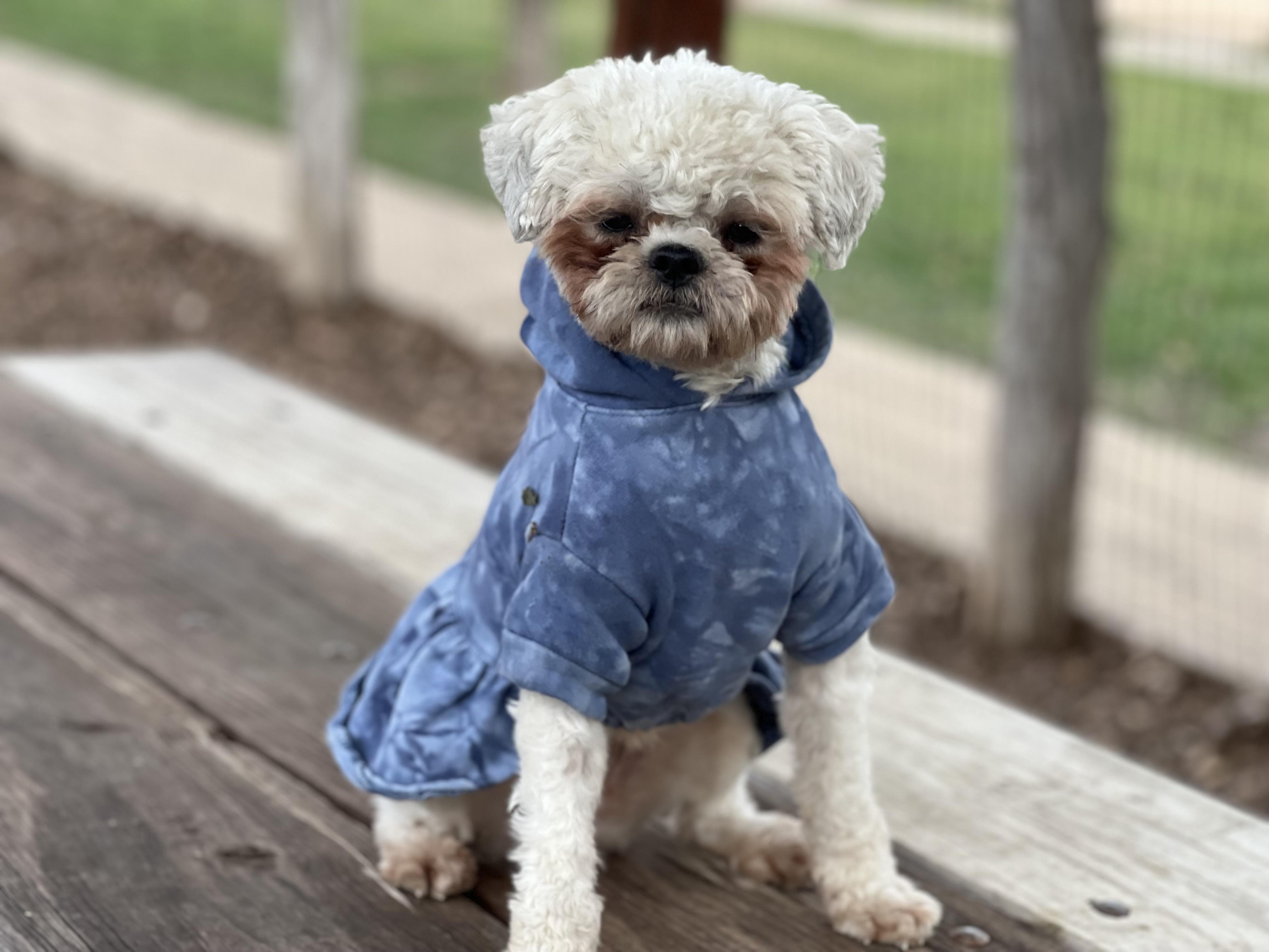 Enlarge Piper, a Adoptable Shih poo in Austin, TX image 5/5