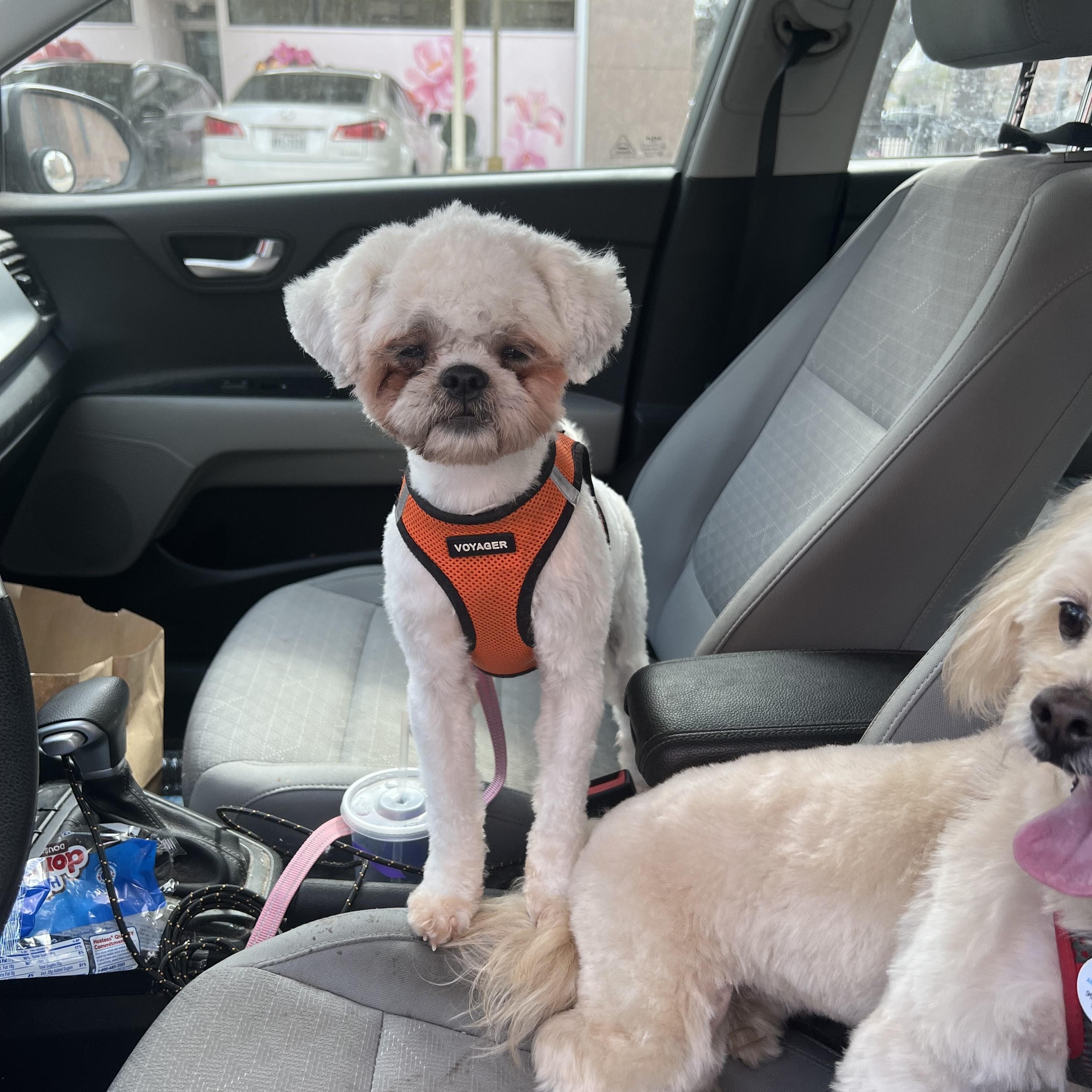 Piper, Adoptable, Young Female Shih poo.