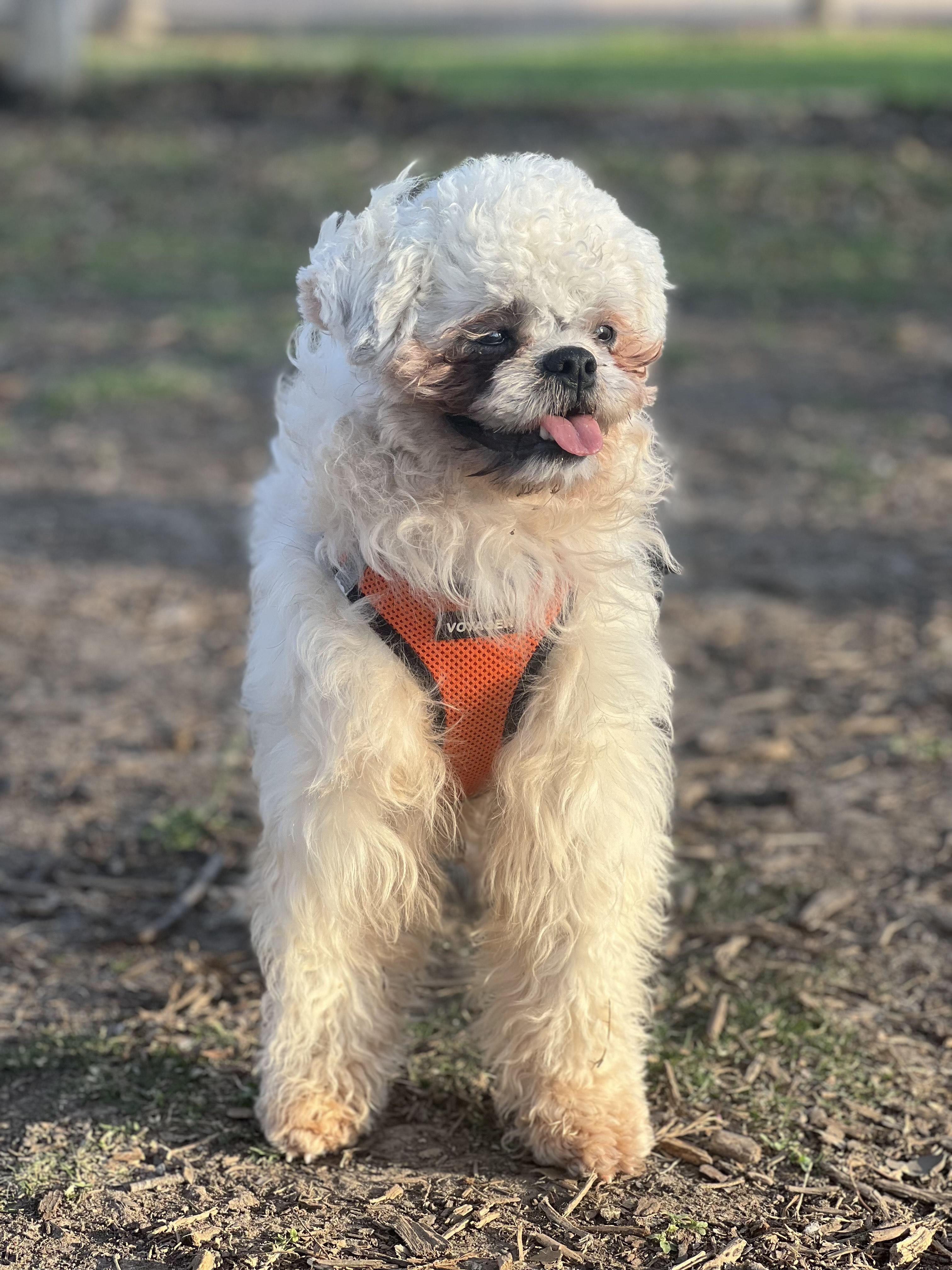 Enlarge Piper, a Adoptable Shih poo in Austin, TX image 2/3