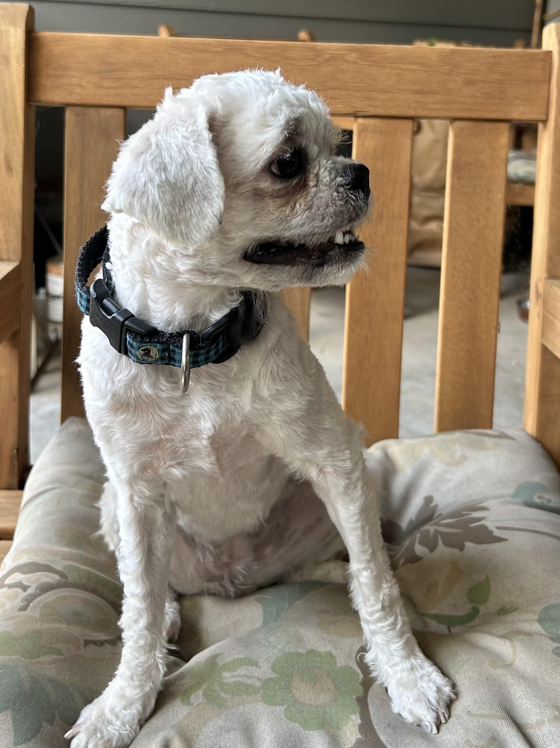 Enlarge Piper, a Adoptable Shih poo in Austin, TX image 2/4