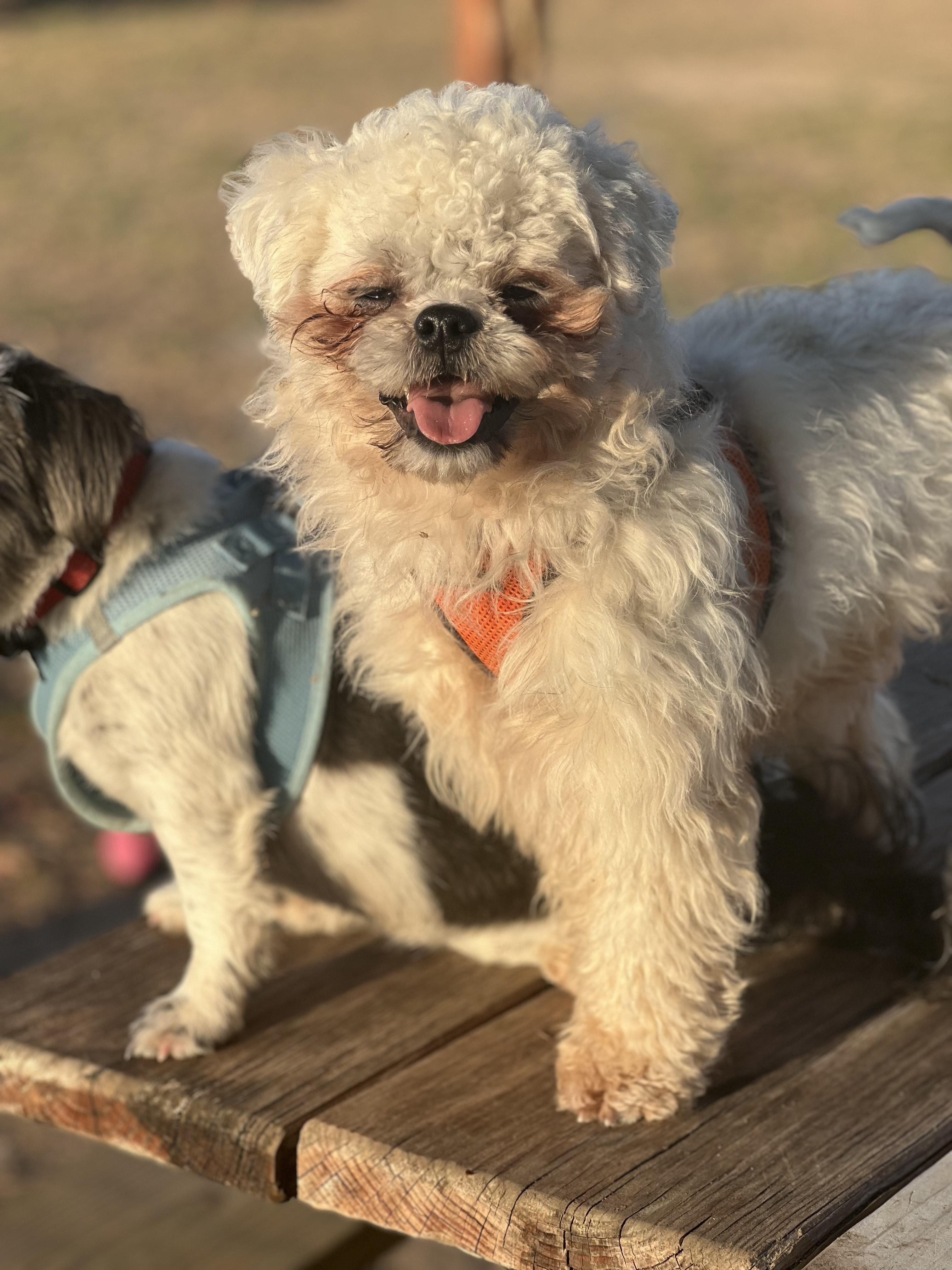 Enlarge Piper, a Adoptable Shih poo in Austin, TX image 3/3